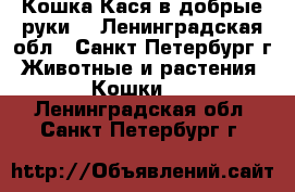 Кошка Кася в добрые руки! - Ленинградская обл., Санкт-Петербург г. Животные и растения » Кошки   . Ленинградская обл.,Санкт-Петербург г.